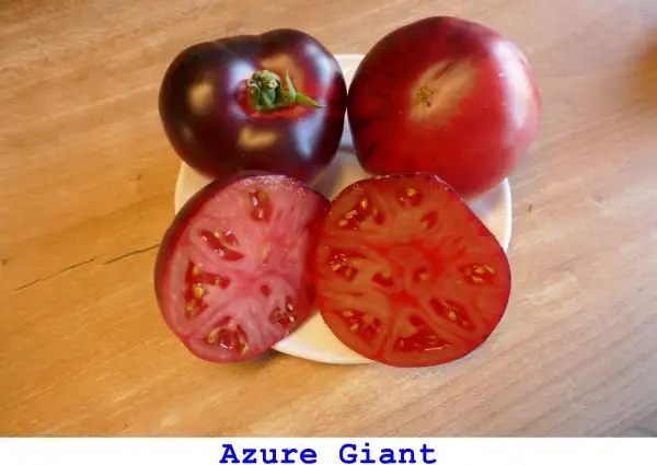 Tomaten: Azure Giant