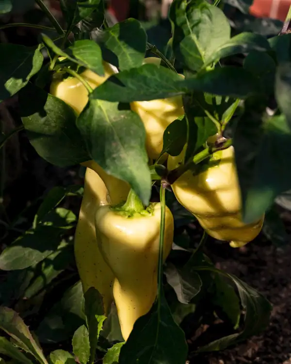 Chili / Paprika: Bácskai Fehér