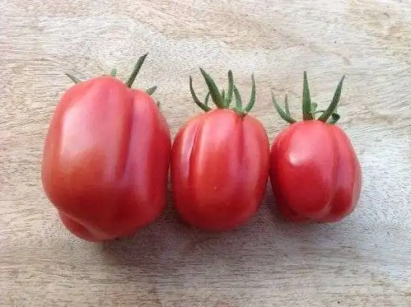 Tomaten: Bührer Keel