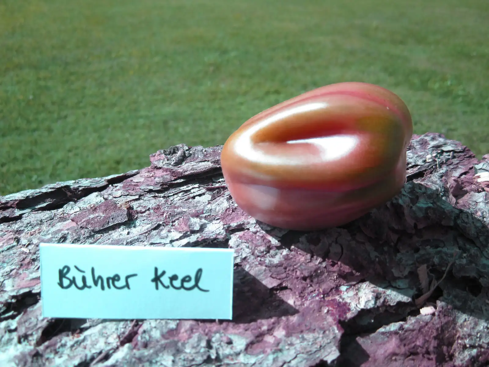 Tomaten: Bührer Keel