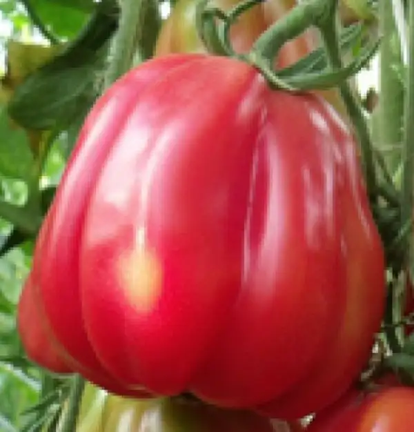 Tomaten: Bührer Keel