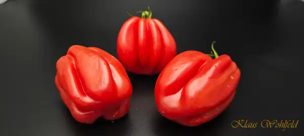 Tomaten: Bührer Kehl