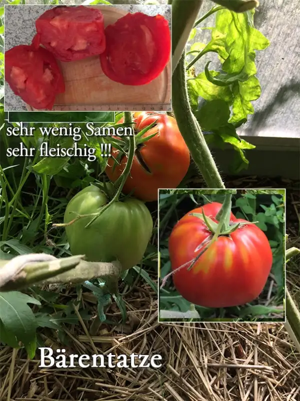 Tomaten: Bärentatze