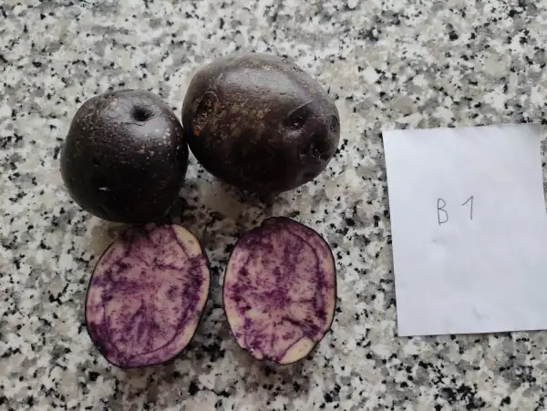 Kartoffeln: B1