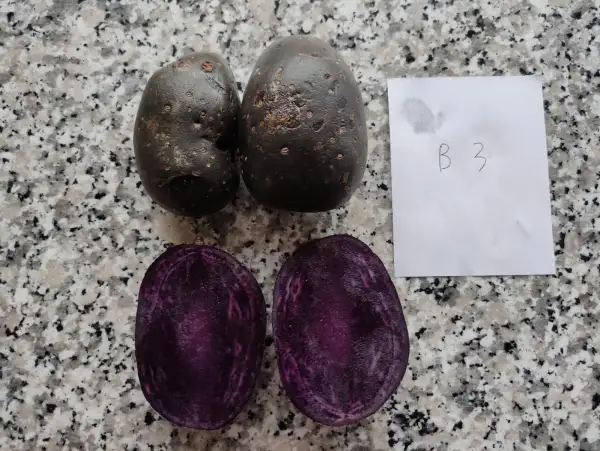 Kartoffeln: B3