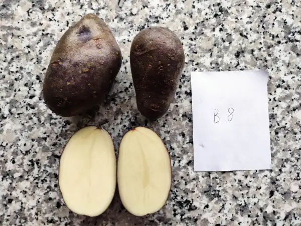 Kartoffeln: B8