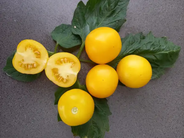 Tomaten: Babelsberger Gelbe