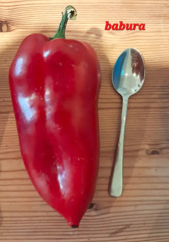 Chili / Paprika: Babura aus Serbien, Paprika süß
