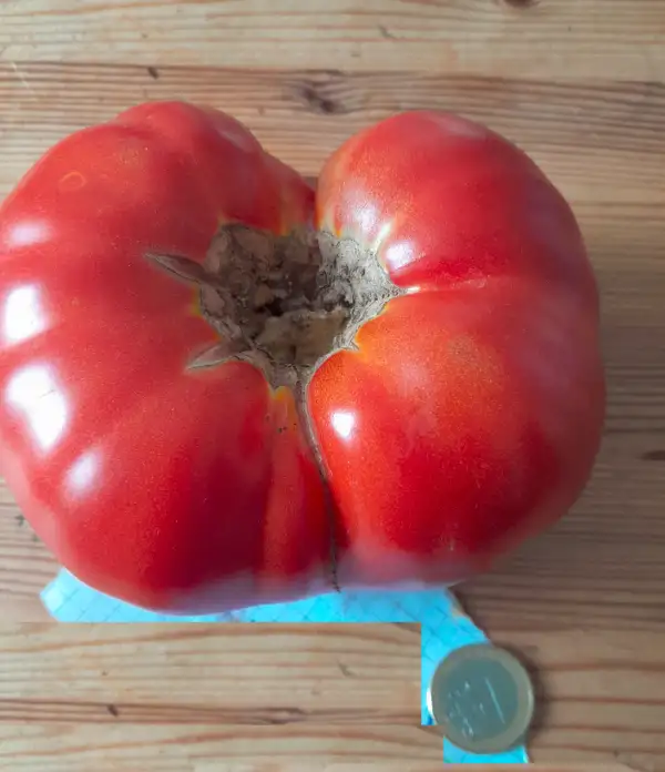 Tomaten: Babuschki secret