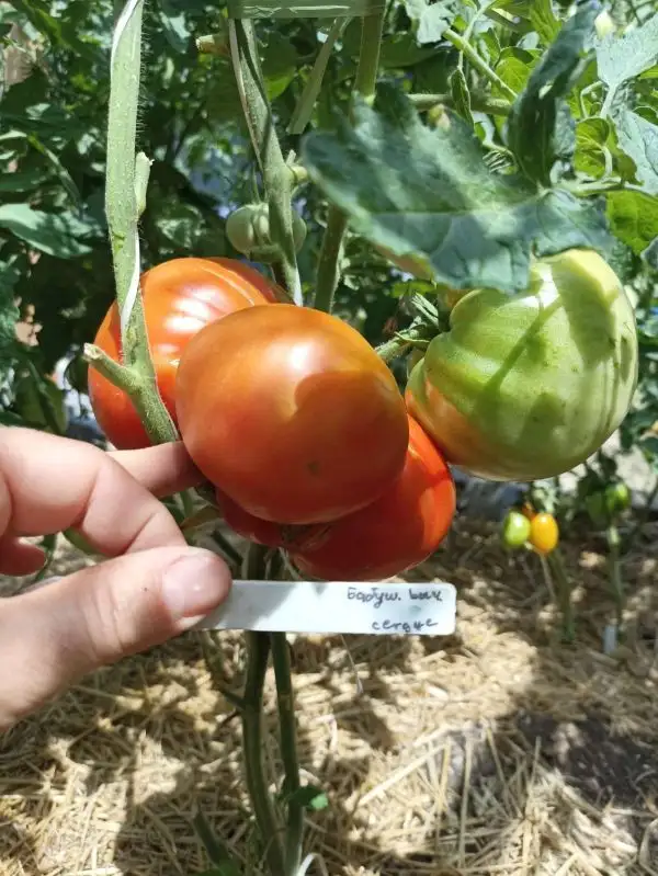 Tomaten: Babuschkino bichje serdze- бабушкино бычье сердце