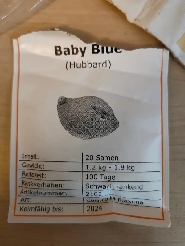 Kürbisse: Baby Blue (Hubbard)