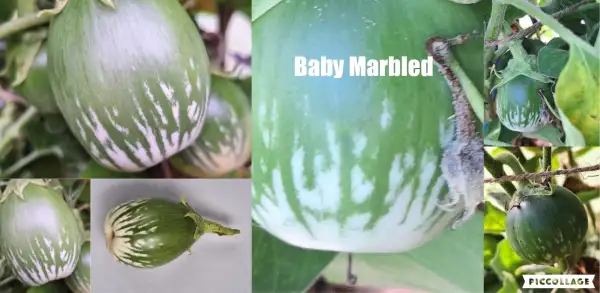 Auberginen: Baby Marbled