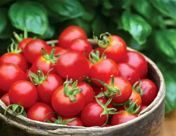 Tomaten: Babyboomer