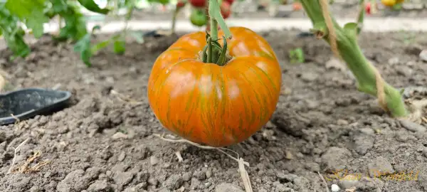 Tomaten: Babylon Glow