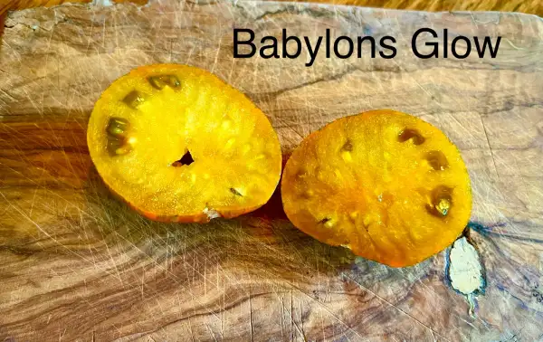 Tomaten: Babylon´s Glow Dwarf