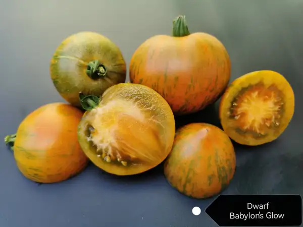 Tomaten: Babylon’s Glow Dwarf