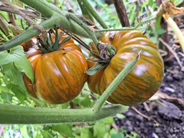 Tomaten: Babylons glow