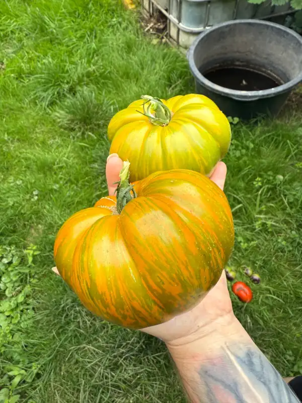 Tomaten: Babylons glow