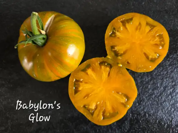 Tomaten: Babylons Glow Dwarf