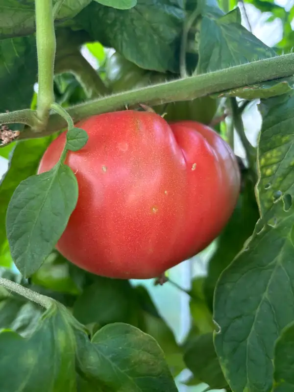Tomaten: Bacon, Lettuce and This