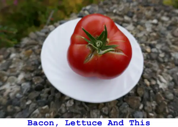 Tomaten: Bacon, Lettuce and This