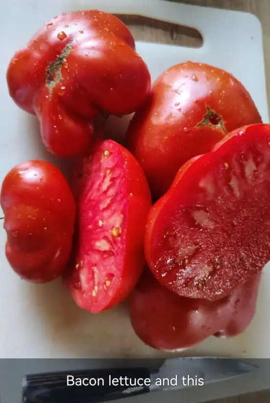 Tomaten: Bacon Lettuce and this