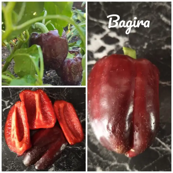 Chili / Paprika: Bagira (2024) Paprika