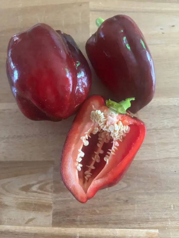 Chili / Paprika: Bagira
