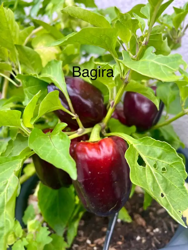 Chili / Paprika: Bagira