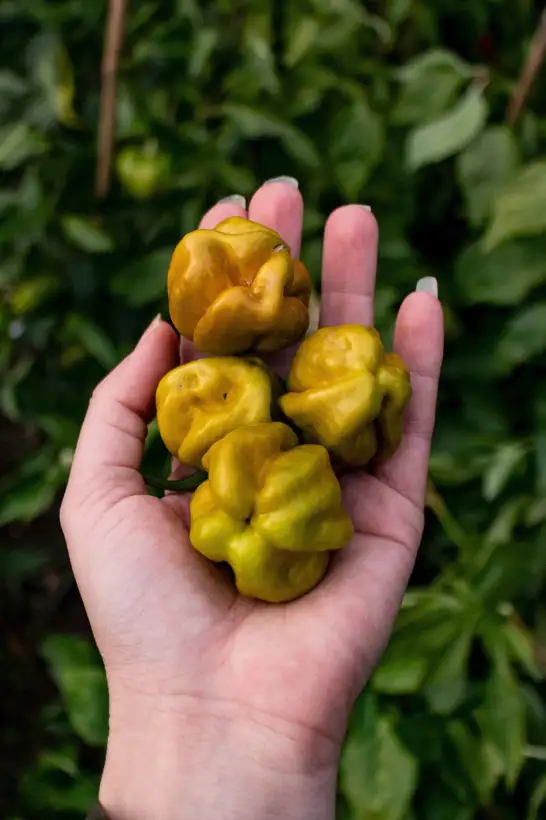 Chili / Paprika: Bahamian Beast Mustard