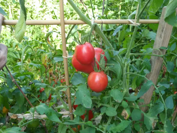 Tomaten: Baikal ( Kat# 2161 )