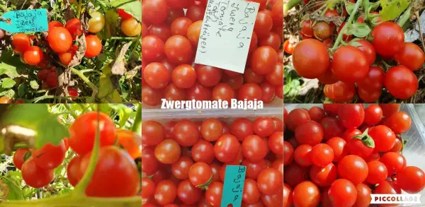 Tomaten: Bajaja - Zwergtomate/Massenträger