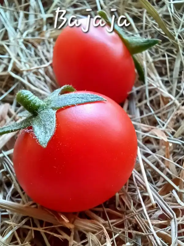 Tomaten: Bajaja