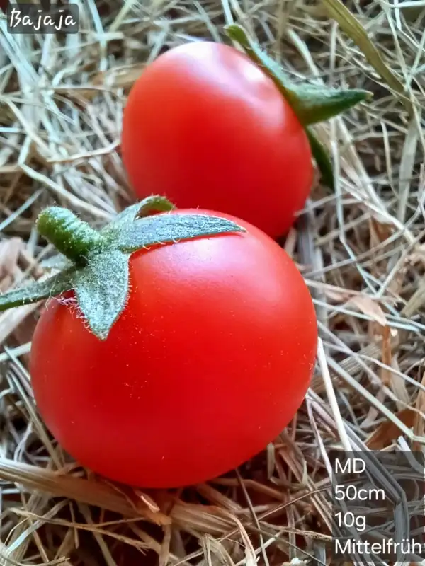 Tomaten: Bajaja