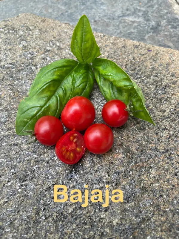 Tomaten: Bajaja