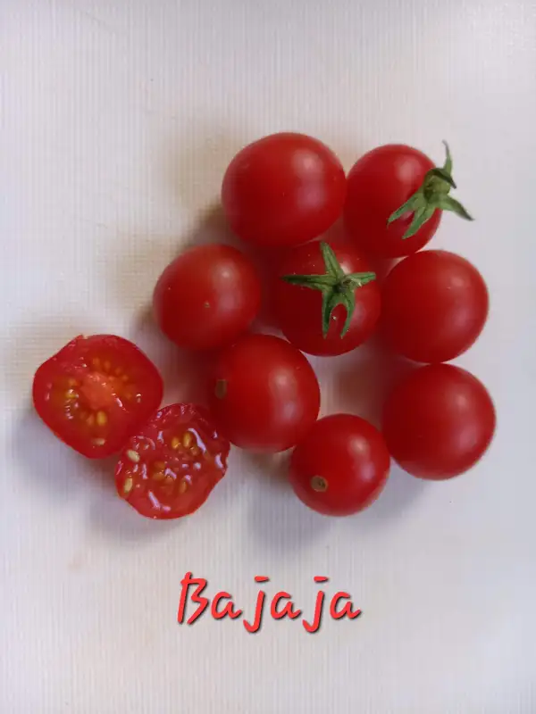 Tomaten: Bajaja