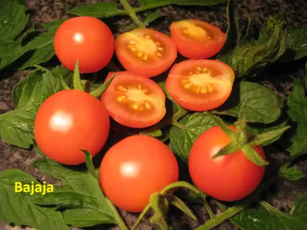 Tomaten: Bajaja