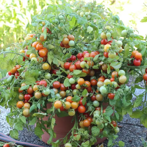 Tomaten: Bajaja