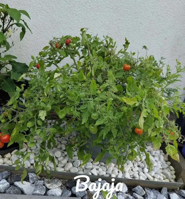 Tomaten: Bajaja