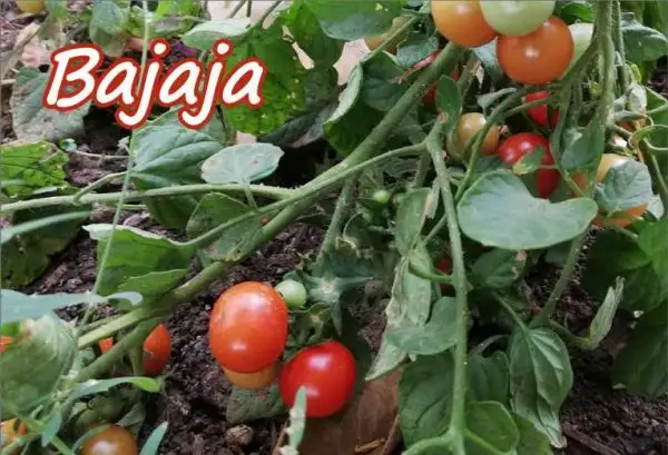 Tomaten: Bajaja