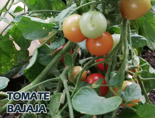 Tomaten: Bajaja