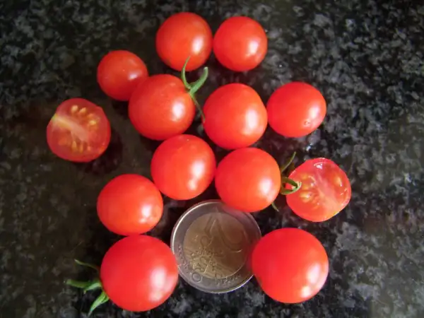 Tomaten: Bajaja