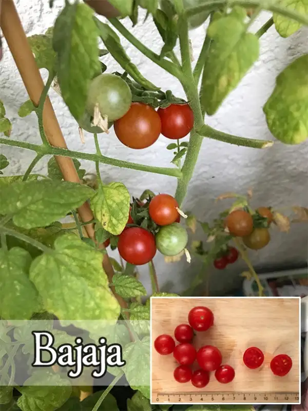 Tomaten: Bajaja