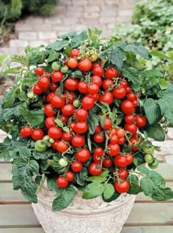 Tomaten: Bajaja