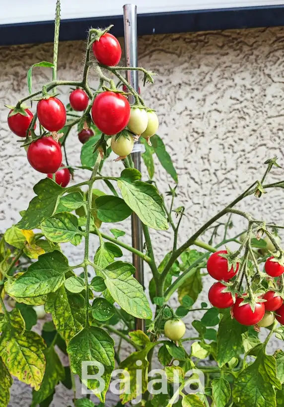 Tomaten: Bajaja