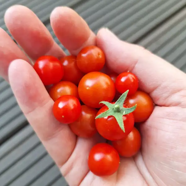 Tomaten: Bajaja