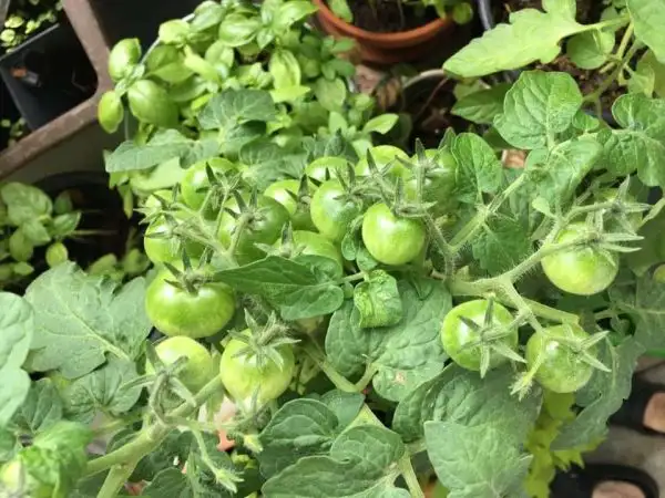 Tomaten: Bajaja