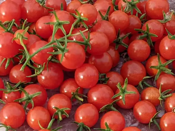 Tomaten: Bajaja