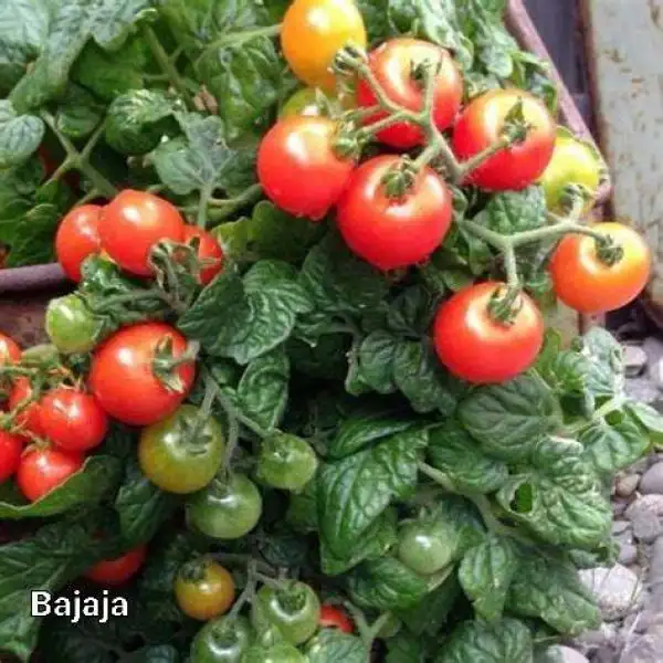 Tomaten: Bajaja