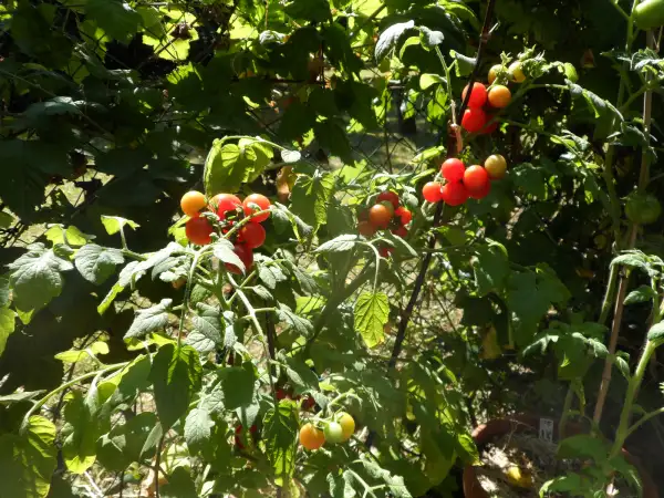 Tomaten: Bajaja ( Kat#2001 )